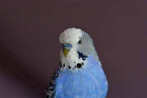 Start studying bird study guide. Is your parrot losing a lot of feathers lately? Your birb ...