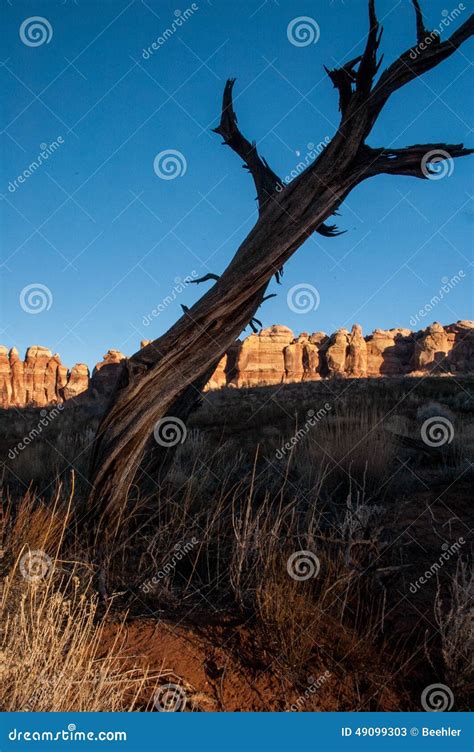 Old Desert Tree Stock Photography 78710