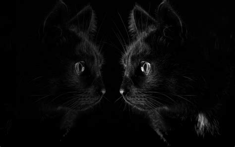 Dark Black Cats Reflection Animals Hd Wallpaper