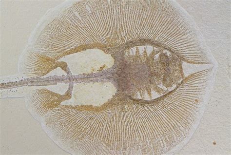 135 Fossil Stingray Heliobatis Green River Formation Wyoming