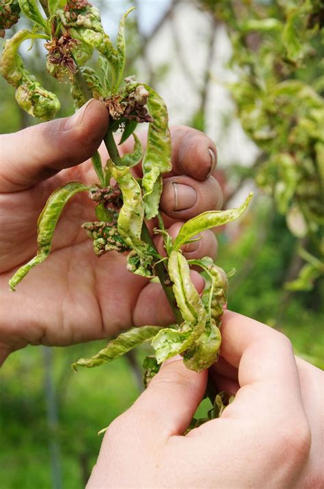 Find your garden design online course on udemy. Preventing Fruit Tree Diseases - What Are Common Fruit ...
