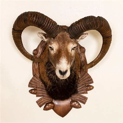 Armenian Mouflon Sheep Trophy Mount