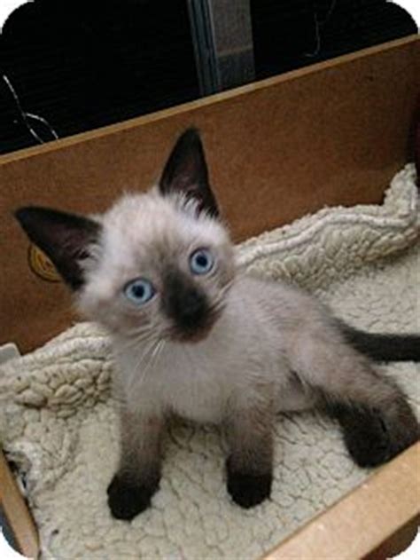 These cats are available for adoption from the aspca adoption center at 424 e. Freeport, NY - Siamese. Meet Siamese Kittens a Pet for ...