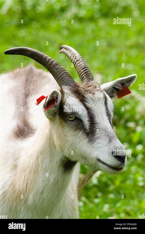 Goat With Long Horns Closeup Grassy Field On Background Stock Photo