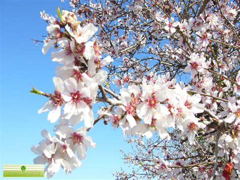 No se sorprendan si buscando sus flores encuentran plantas sin flor, los coreanos pueden ver la belleza en todos los seres vivos, un pino alto tiene tanto valor como un verde arbusto o una estilizada flor. La cuesta de Panata: La flor del almendro