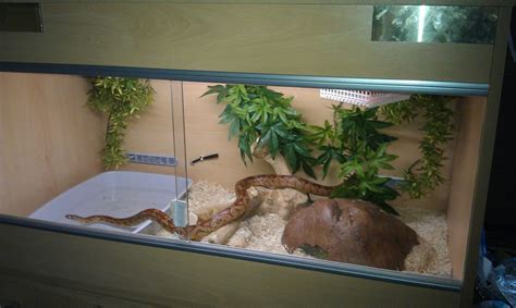 I decided my corn snakes needed some new cage decorations, so i decided to create some nice corn snake vivariums! 3ft vivexotic vivarium + extras Snake NOT included ...