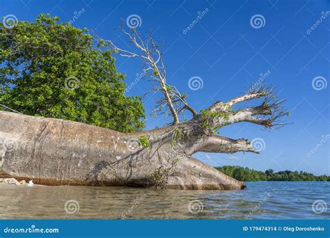 Fallen Big Baobab Tree In Sea Water On The Beach In Zanzibar Island