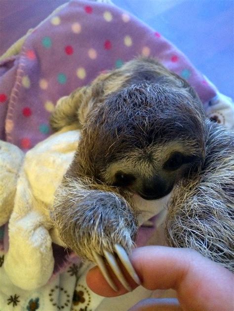 Meet Lunita The Cutest Baby Sloth On Planet Earth Baby Sloth Cute