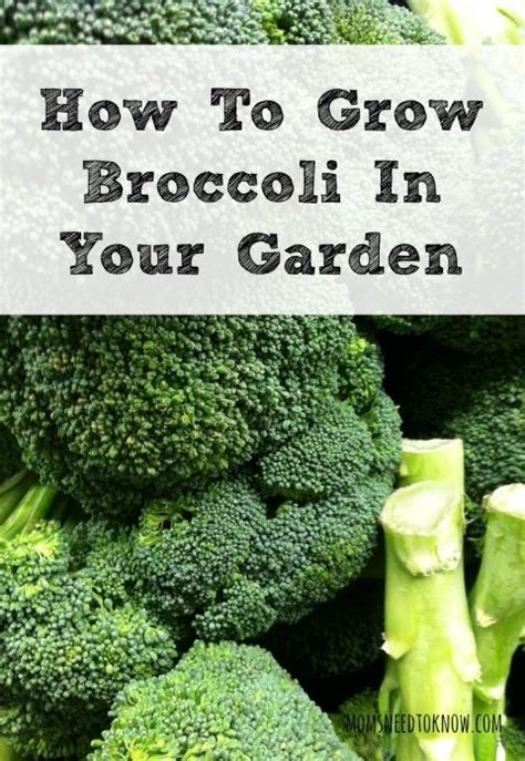 Broccoli Growing In The Garden With Text Overlay How To Grow Broccoli