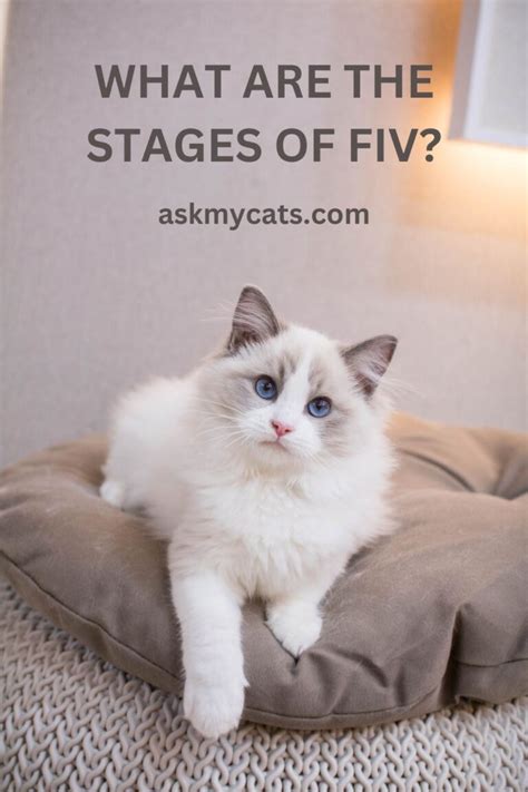 When To Euthanize A Cat With Fiv