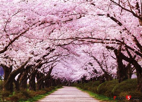 árbol De Cerezos Paisaje Asiático Arbol De Cerezo Árboles De Color Rosa