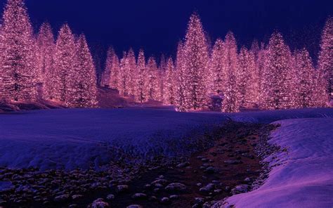 Lighted Trees Winter Pictures Landscape Background