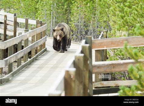 Grizzly Brown Bear Walking Along Boardwalk Ursus Arctos Horribilis