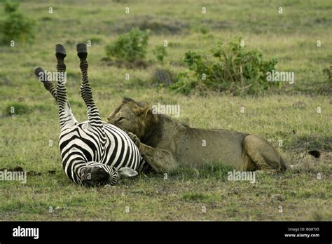 African Lion Eating Dead Zebra Amboseli Kenya Stock Photo Alamy