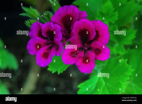 Regal Pelargonium: Exquisite Beauty in Nature's Embrace Stock Photo - Alamy