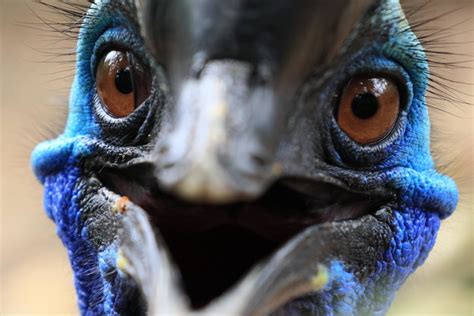 The Cassowary Bird How The Worlds Most Dangerous Bird Got Its Unique