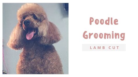 Poodle Grooming Lamb Cut Youtube