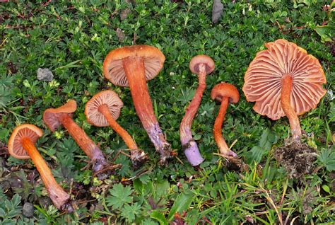 Laccaria Bicolor The Ultimate Mushroom Guide