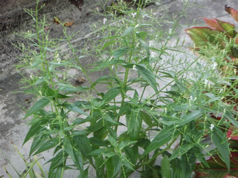 Known as chaun xin lian in china, where this herb is widely cultivated. My Wonderful Timez.: Hempedu Bumi...