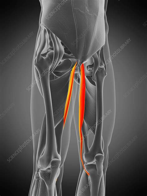 Gracilis Muscle Illustration Stock Image F0294808 Science Photo