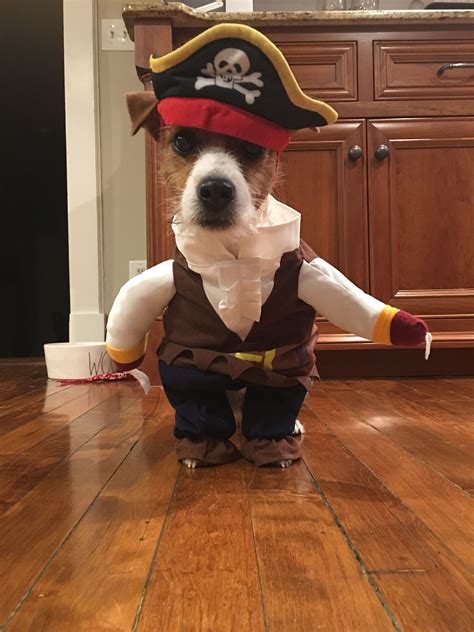 Top Galery Jack Russell Halloween Costumes