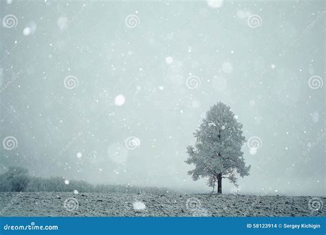 Lonely Tree Stock Photo Image Of Depression Necessity 58123914