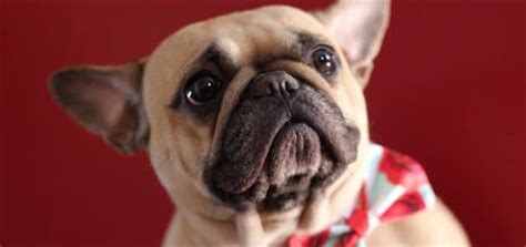79+ French Bulldog Dna Color Chart - l2sanpiero