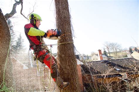 Jul 11, 2005 #7 being an isa certified arborist / utility specialist does not make you a qualified line clearance trimmer. Arborist Melbourne | Qualified Arborists - Daryl's Tree Care