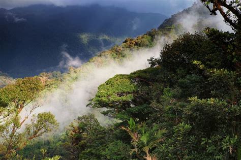What Is A Cloud Forest Ecuador Forest Of Clouds
