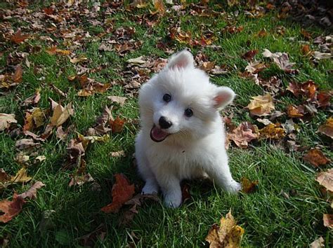 Online shoppers looking for new and used cars for sale online or other big ticket items should check out our growing number of. American Eskimo Puppies Pet Dog Puppies For Sale in NY ...