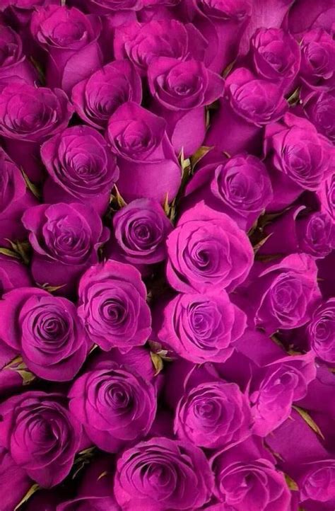 Purple Rose Garden 7