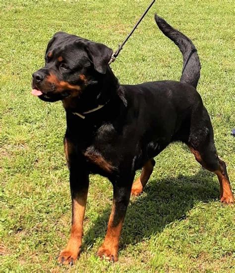 Rottweiler Tail Docking Everything You Need To Know Faq