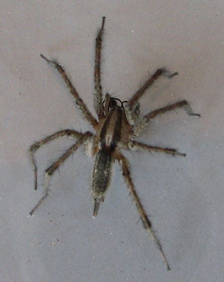 Grass Spider Agelenopsis Oklahoma Bugguidenet