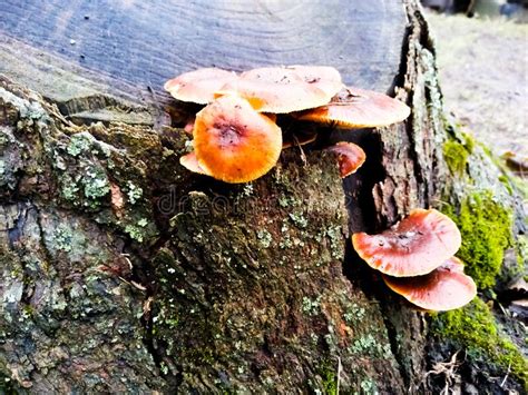 Edible Mushrooms Grow On A Tree Stump Stock Image Image Of Lichen