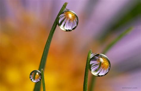 Flower Water Drop Reflection Photography 22
