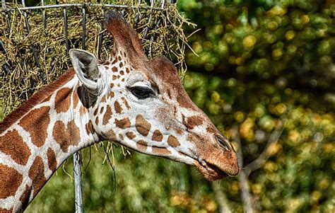 Giraffe Zoo Animal Free Photo On Pixabay Pixabay