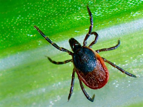 Ticked Off About Lyme Disease Eco Care Pest Management