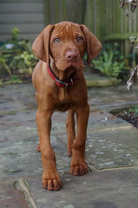 Vizsla Puppies Cute Puppies Dogs And Puppies Cute Dogs Visla Puppy