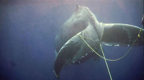 Entangled Making The Sea Safer For Whales Nw News Network