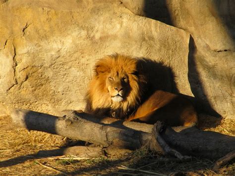 Lion Resting At Sunset Free Stock Photo Public Domain Pictures