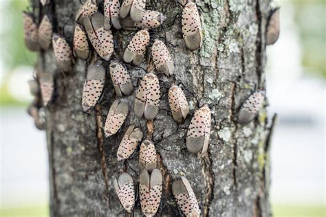 How To Get Rid Of Spotted Lanternflies Modern Farmer