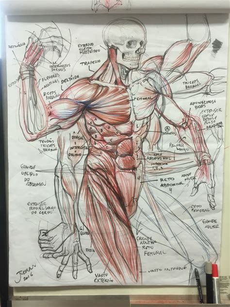 Drawing Prompts Anatomy Sketches Human Anatomy Drawing Human Anatomy Art