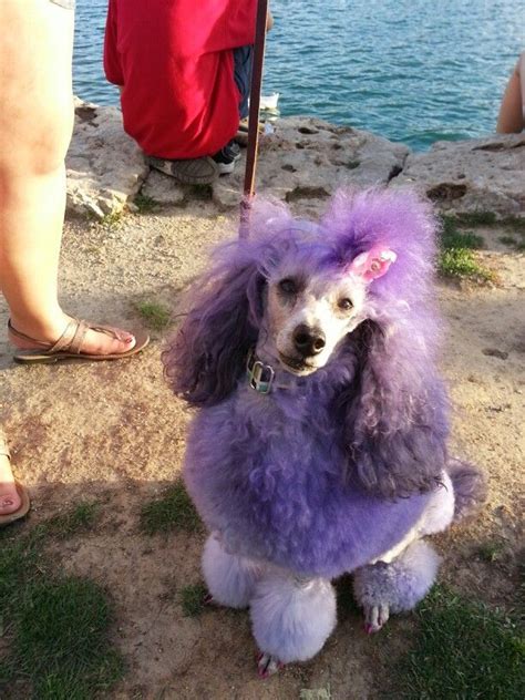 Rumour The Purple Poodle Just Looking At Her Makes Me Happy Poodle