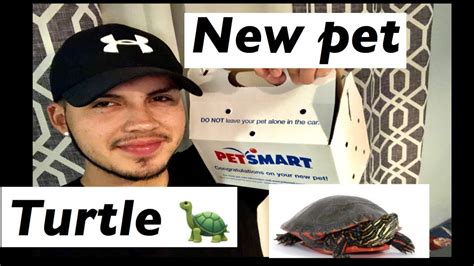 Pet Turtle Youtube