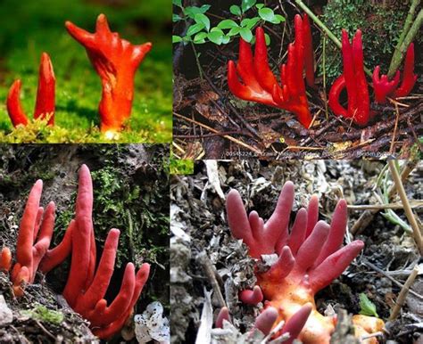 Podostroma Cornu Damae El Hongo Coral De Fuego Venenoso Plantas