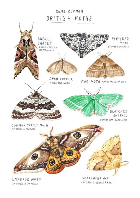 Moth Species Art Print A4 Size Etsy Australia Moth Species Moth