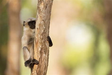 500 Monkey In Tree Pictures Hd Download Free Images On Unsplash