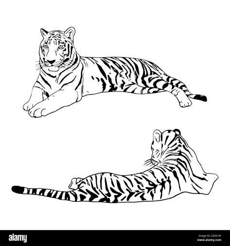 Compartir Dibujos Del Tigre Blanco Camera Edu Vn