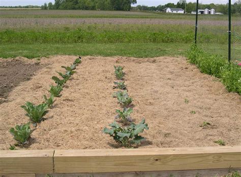 Maybe you would like to learn more about one of these? HOW TO GROW CAULIFLOWERS FROM SEED |The Garden of Eaden