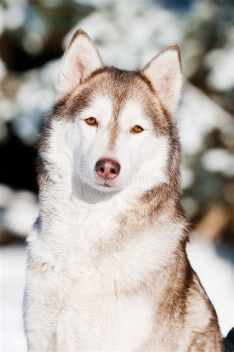 Siberian Husky Portrait At Winter Stock Image Image 17369711